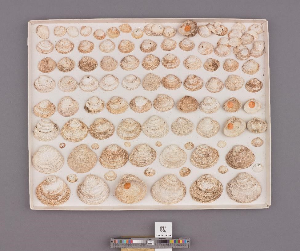 Box of white and cream colored fossilized shells from the Cenozoic on a gray background